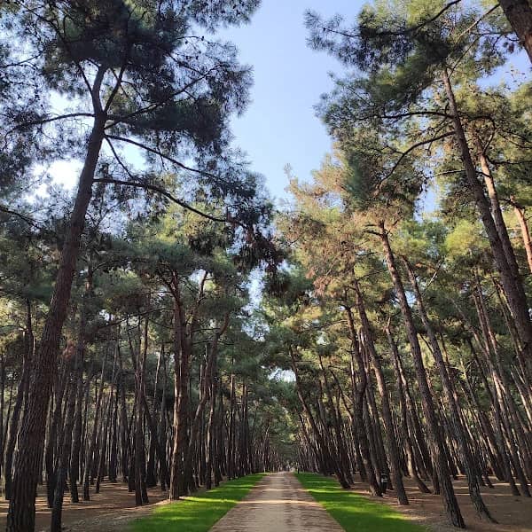 Florya Atatürk Ormanı